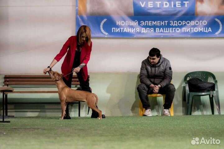 Услуги кинолога