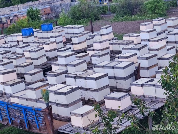 Пчелопакеты карника, бакфаст