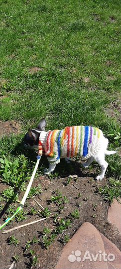 Одежда для собак на заказ