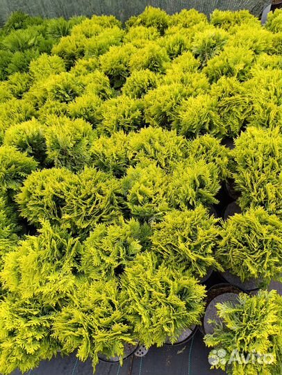 Хвойные туя можжевельник