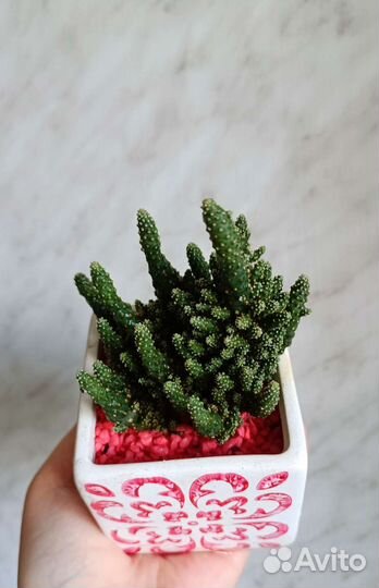 Кактусы и суккуленты