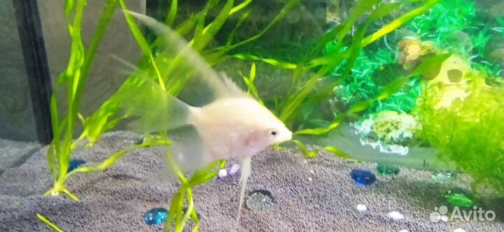 Аквариум с рыбками