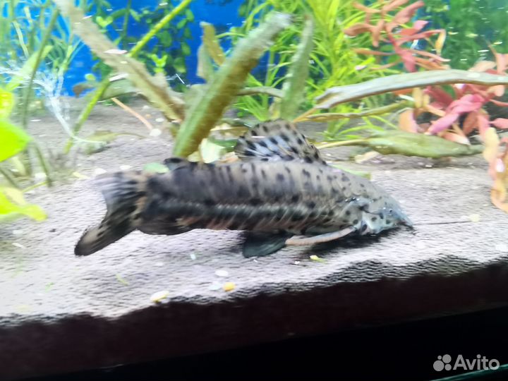 Обменяю аквариумных рыбок на растения