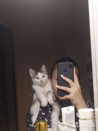 Кошка