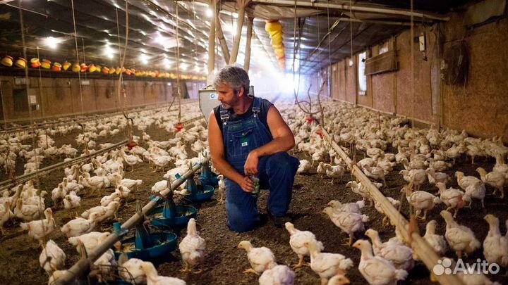 Вахта Липецк оператор птицефабрик с проживанием