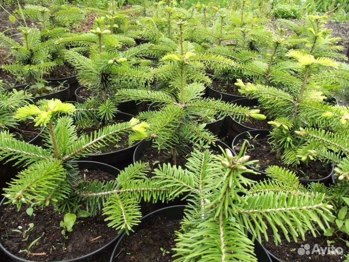 Саженцы пихты сибирской