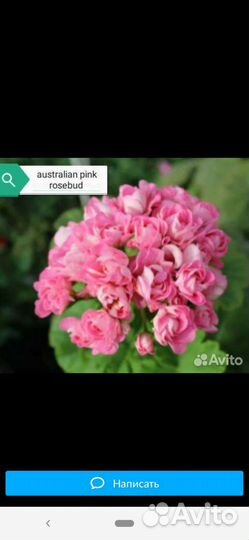 Пеларгония герань, Австралиен пинк