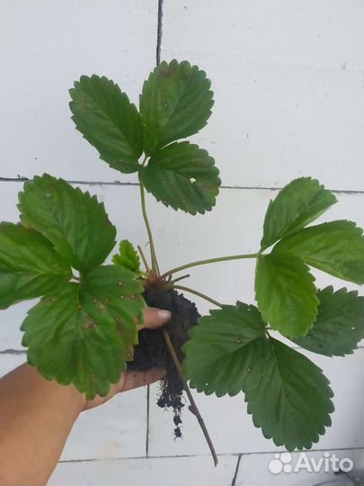 Рассада клубники