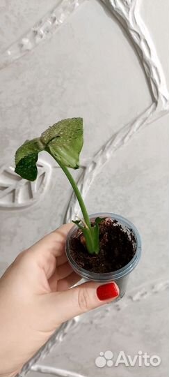 Сингониум серый призрак