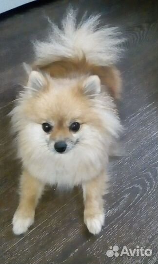 Передержка собак, кошек,грызунов и других животных