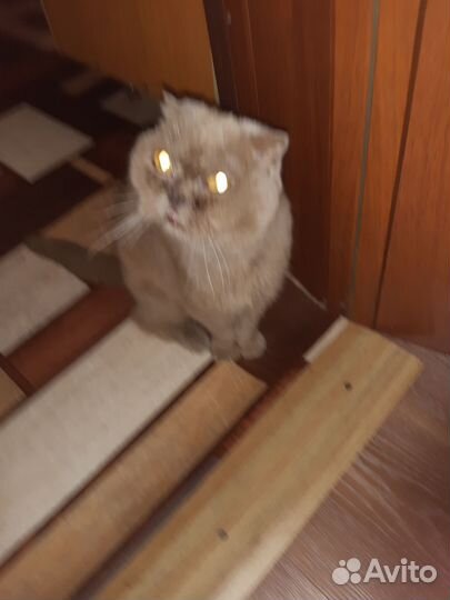 Найдена кошка