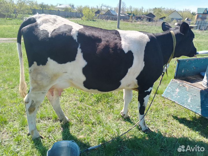 Продам Корову