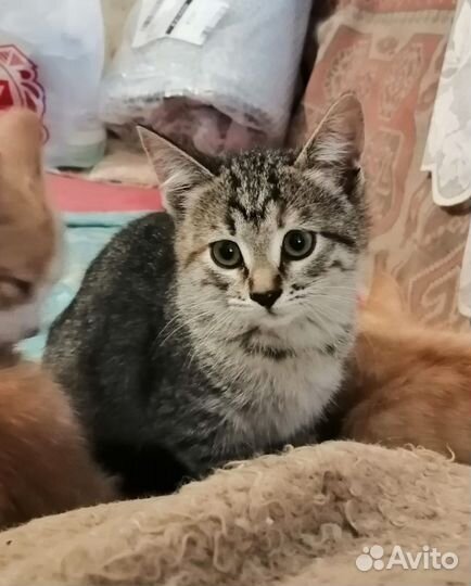 Котёнок девочка