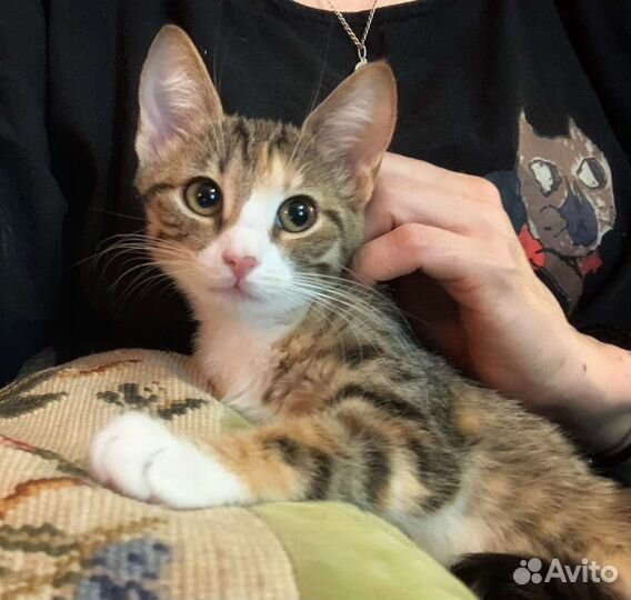 Котенок девочка