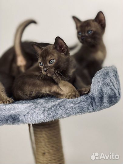 Котята европейской бурмы
