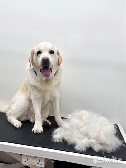 Услуги грумера: экспресс линька собак