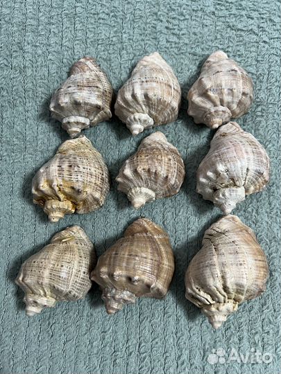 Морские ракушки раковины