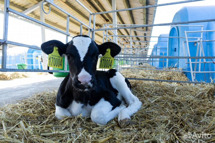 Животновод (по уходу за молодняком) 2 категории