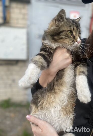 Верните веру в людей Тимо