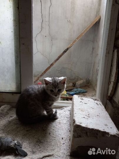 Кошка в дар бесплатно