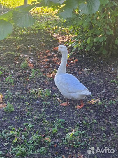 Молодые гуси