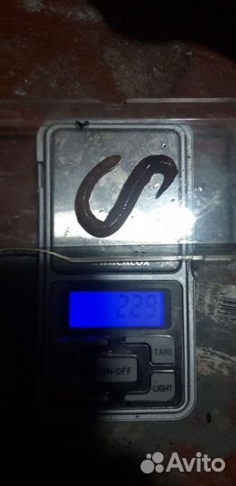 Червь дендробена