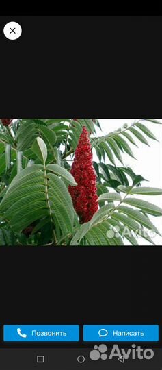 Гортензия древовидная.Сумах