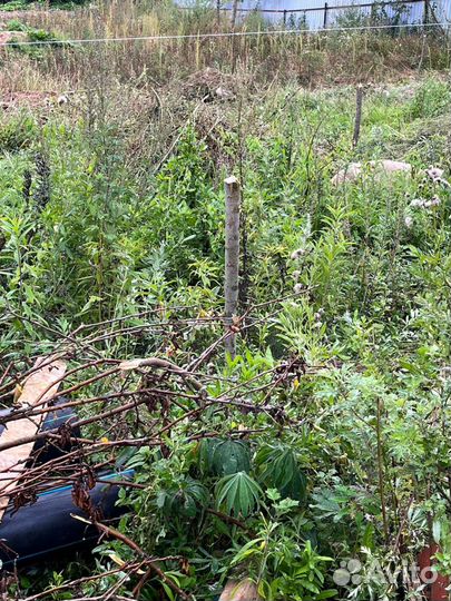 Приму грунт