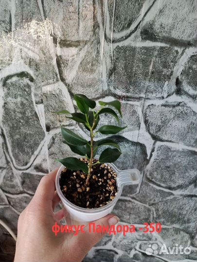 Комнатные цветы