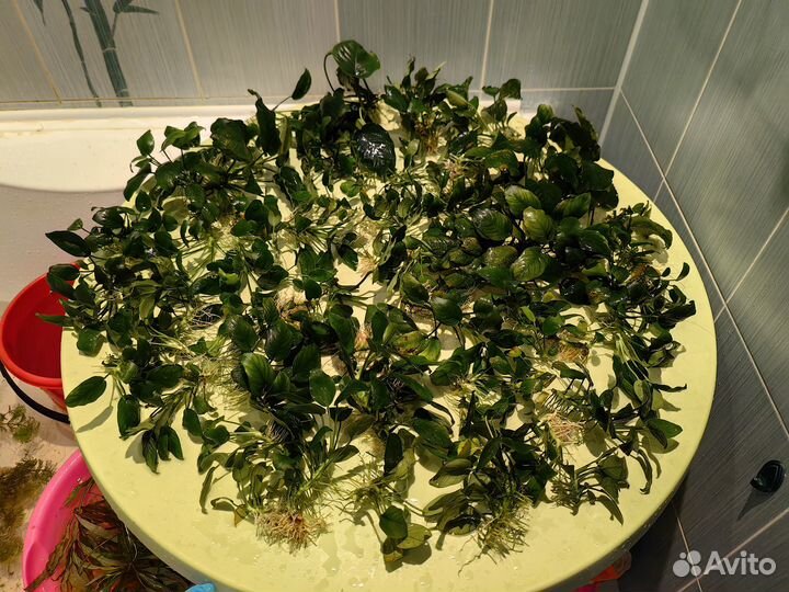 Водные растения для аквариума