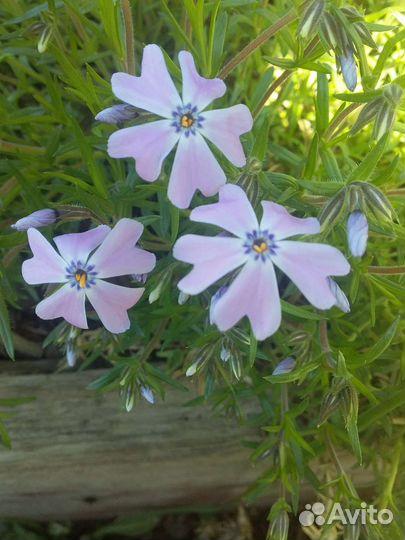 Флокс шиловидный Микадо