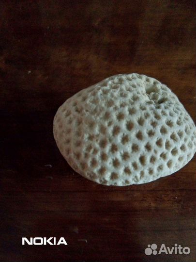 Морские ракушки для коллекции или аквариума