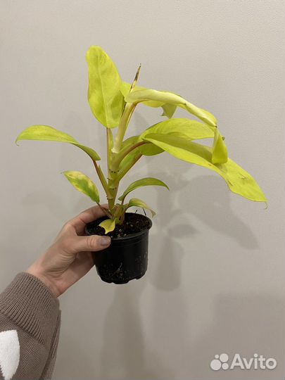 Филодендрон