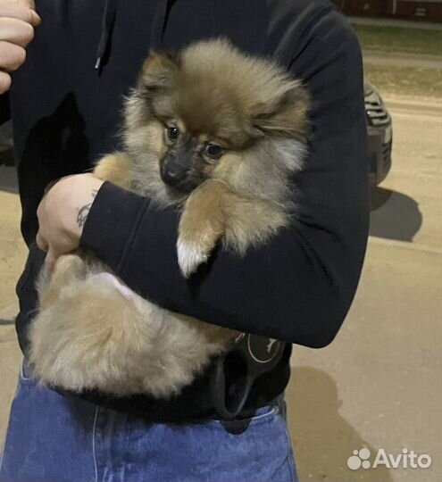 Немецкий шпиц