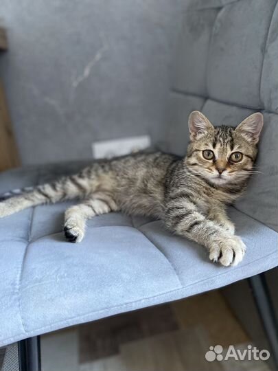 Кошка