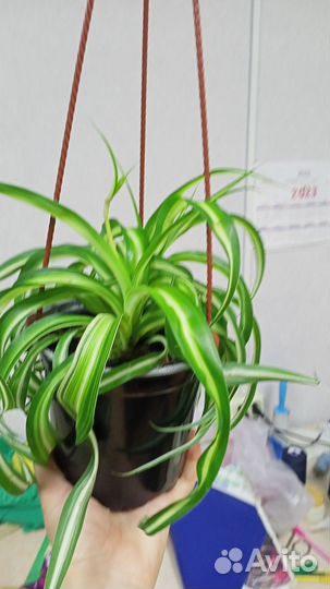 Хлорофитум