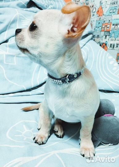 Чихуахуа мальчик