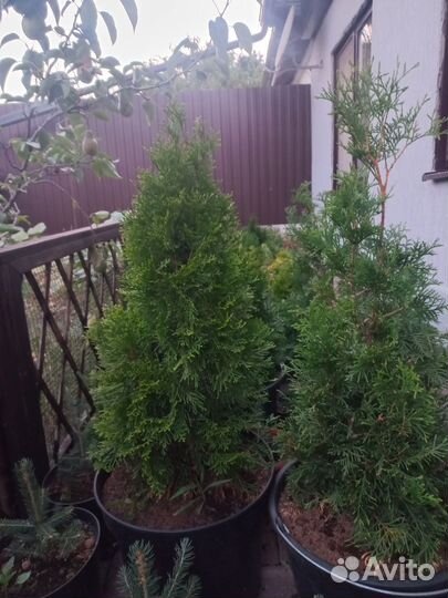 Туя смарагд, колумна