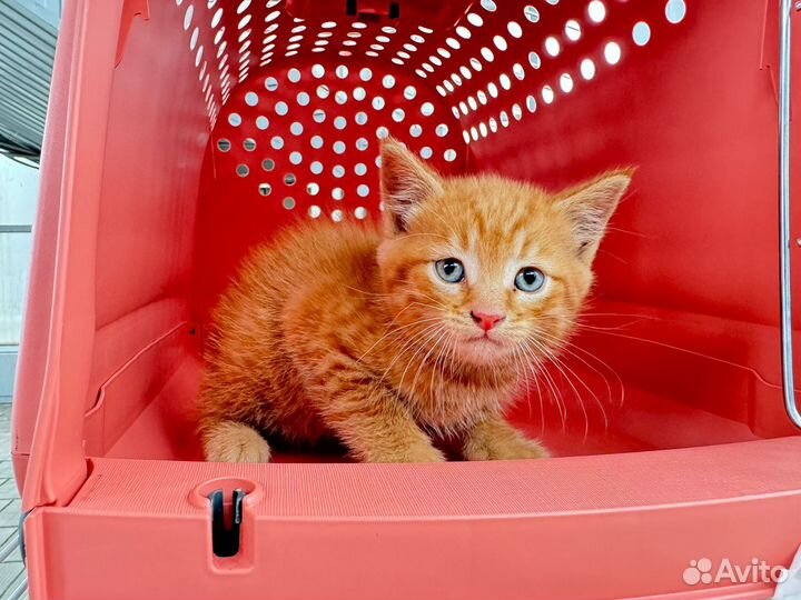 Рыжий котёнок мальчик