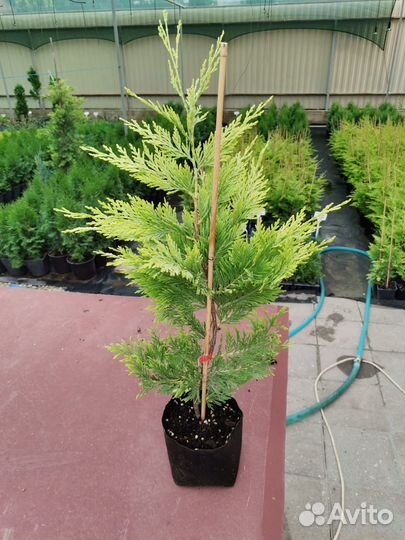 Купрессоципарис Голд Райдер