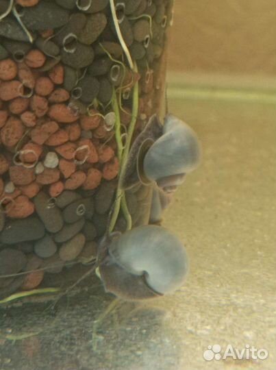 Улитки ампулярии голубые