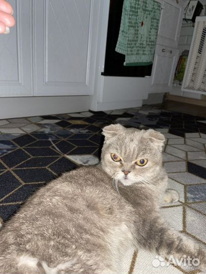 Кошка в дар