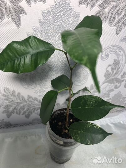 Фикусы бенджамина и каучуконосный