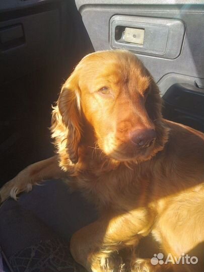 Вязка собак