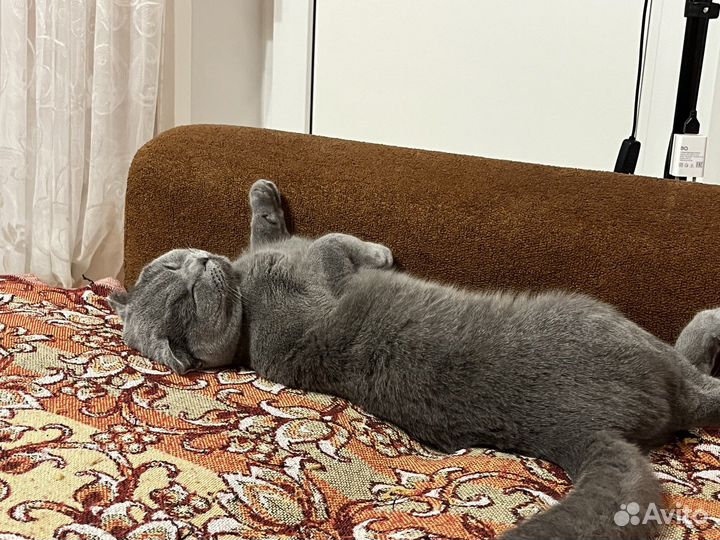 Британская вислоухая кошка