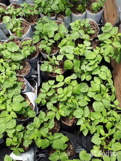 Малина энросадира