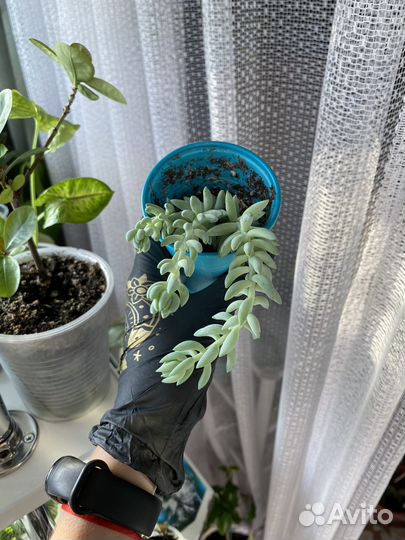 Очиток Моргана