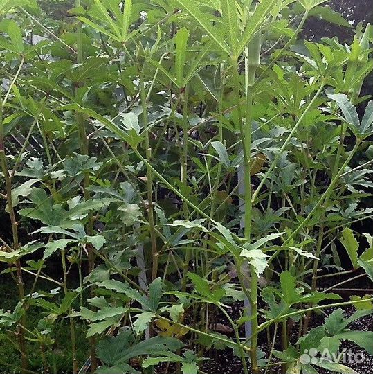 Бамия, редкие сорта, семена