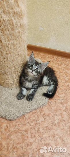 Котята мейн-кун