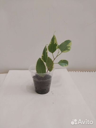 Фикусы, бальзамин, декабрист